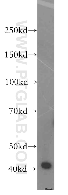 Western Blot (WB) analysis of HepG2 cells using H2AFY2 Polyclonal antibody (17030-1-AP)