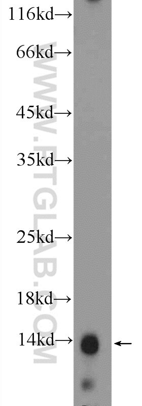 Western Blot (WB) analysis of mouse kidney tissue using Histone H2A.z Polyclonal antibody (16441-1-AP)