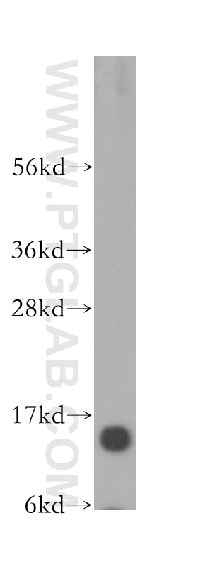 Western Blot (WB) analysis of human brain tissue using Histone H2A.z Polyclonal antibody (16441-1-AP)