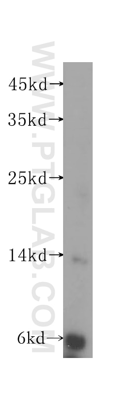 Western Blot (WB) analysis of HepG2 cells using Histone H2A.z Polyclonal antibody (16441-1-AP)