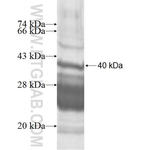 Histone H2A.z fusion protein Ag9762 SDS-PAGE