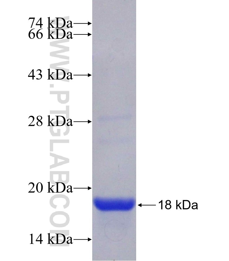 Histone H2A.z fusion protein Ag9893 SDS-PAGE