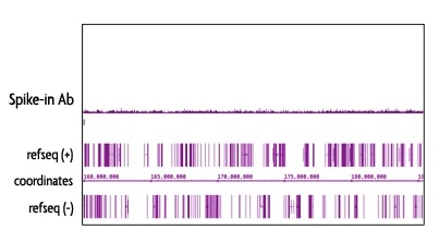 Specificity of the Spike-in Antibody