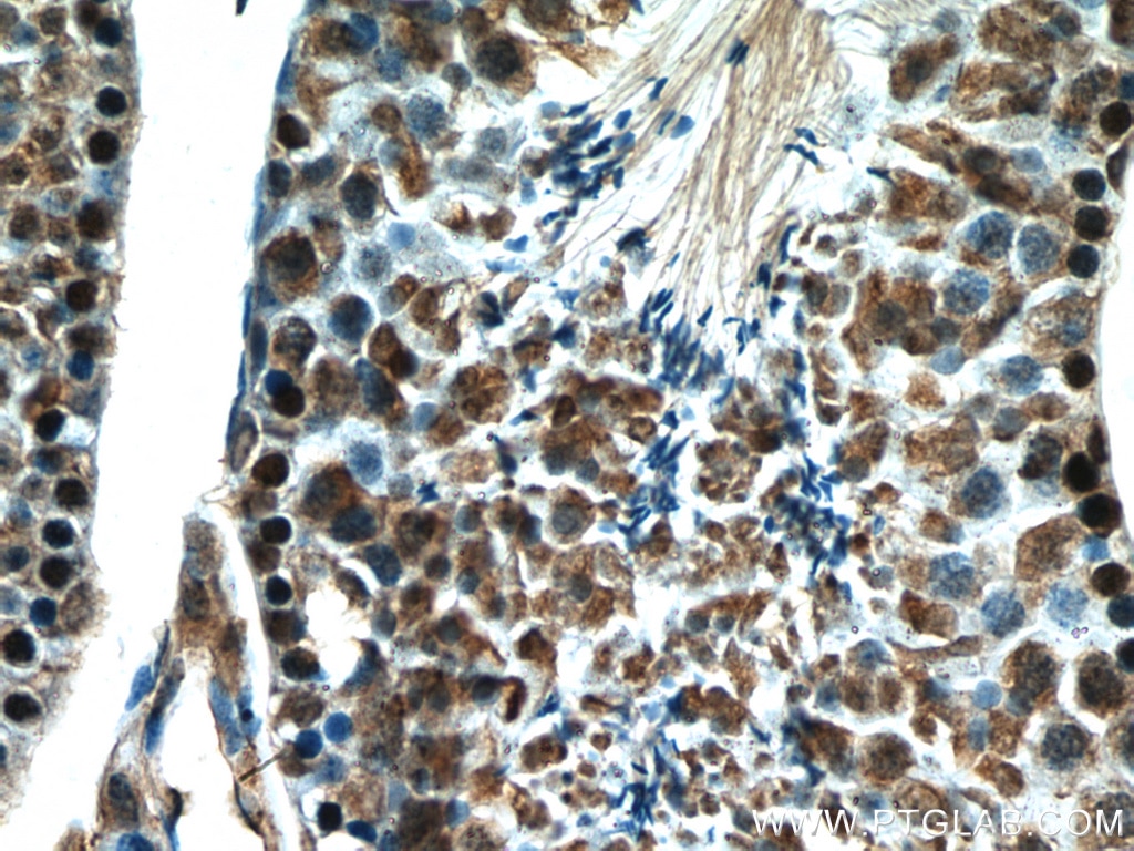 Immunohistochemistry (IHC) staining of mouse testis tissue using Histone H3.3 Polyclonal antibody (13754-1-AP)