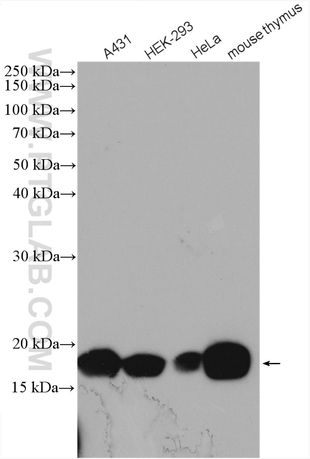 Western Blot (WB) analysis of various lysates using Histone H3.3 Polyclonal antibody (13754-1-AP)
