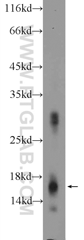 Western Blot (WB) analysis of mouse kidney tissue using Histone H3.3 Polyclonal antibody (13754-1-AP)
