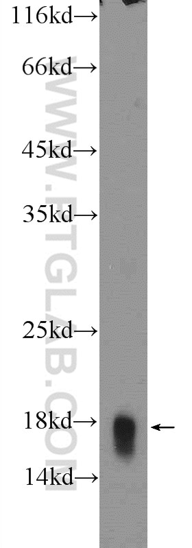 Western Blot (WB) analysis of mouse lung tissue using Histone H3.3 Polyclonal antibody (13754-1-AP)