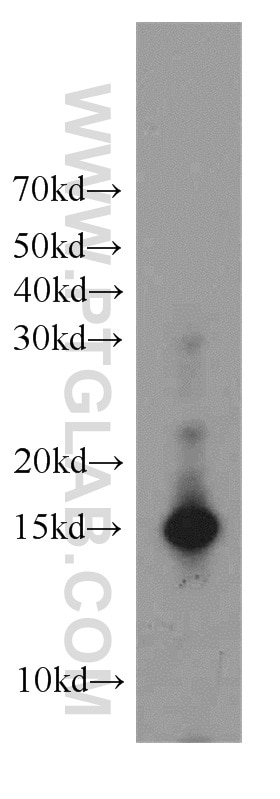 Western Blot (WB) analysis of HeLa cells using Histone H3.3 Polyclonal antibody (13754-1-AP)