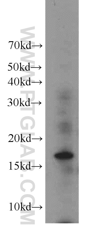 Western Blot (WB) analysis of HEK-293 cells using Histone H3.3 Polyclonal antibody (13754-1-AP)