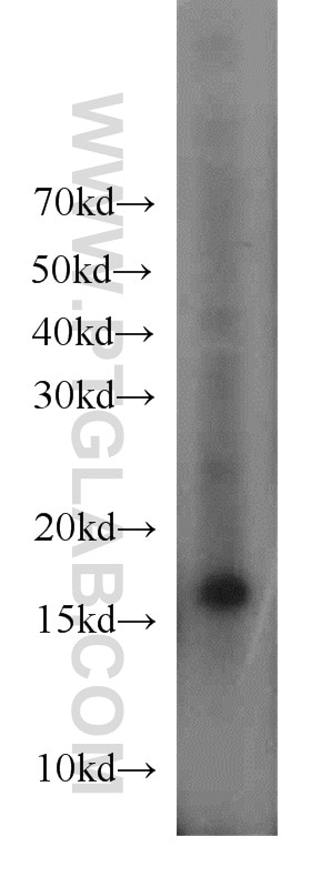 Western Blot (WB) analysis of mouse thymus tissue using Histone H3.3 Polyclonal antibody (13754-1-AP)