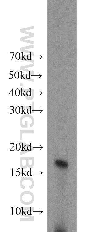 Histone H3.3 Polyclonal antibody