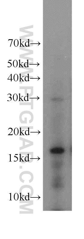 Western Blot (WB) analysis of HEK-293 cells using H3F3B Polyclonal antibody (10265-1-AP)
