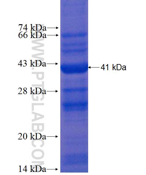 H3F3B fusion protein Ag0326 SDS-PAGE