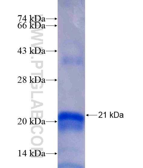 H3F3B fusion protein Ag21191 SDS-PAGE