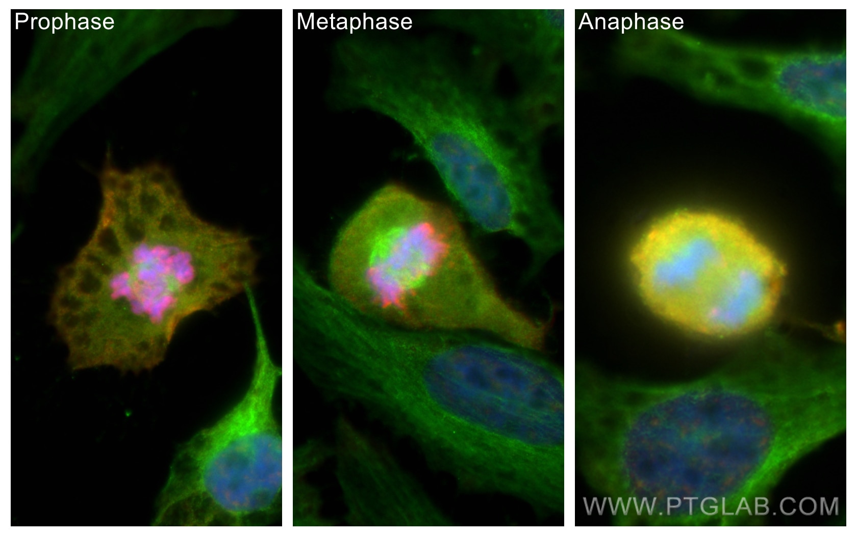 Immunofluorescence (IF) / fluorescent staining of HeLa cells using Phospho-Histone H3 (Ser10) Monoclonal antibody (66863-1-Ig)