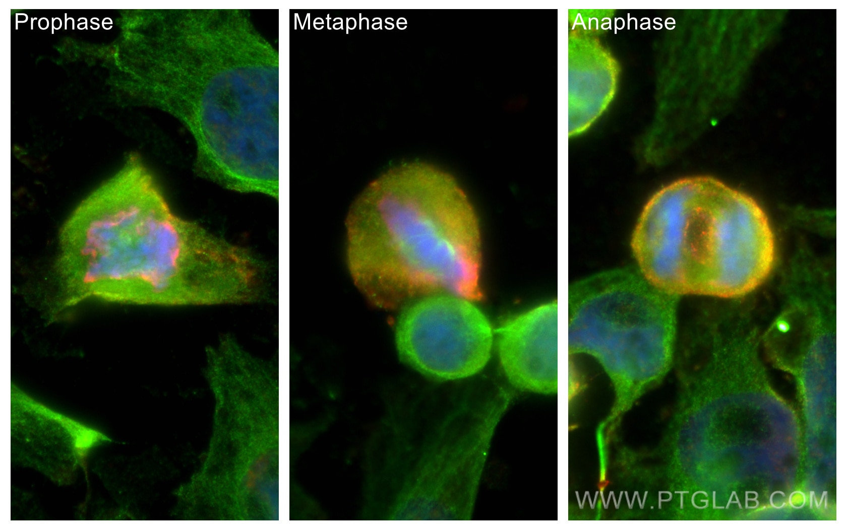 Immunofluorescence (IF) / fluorescent staining of HeLa cells using Phospho-Histone H3 (Ser10) Monoclonal antibody (66863-1-Ig)