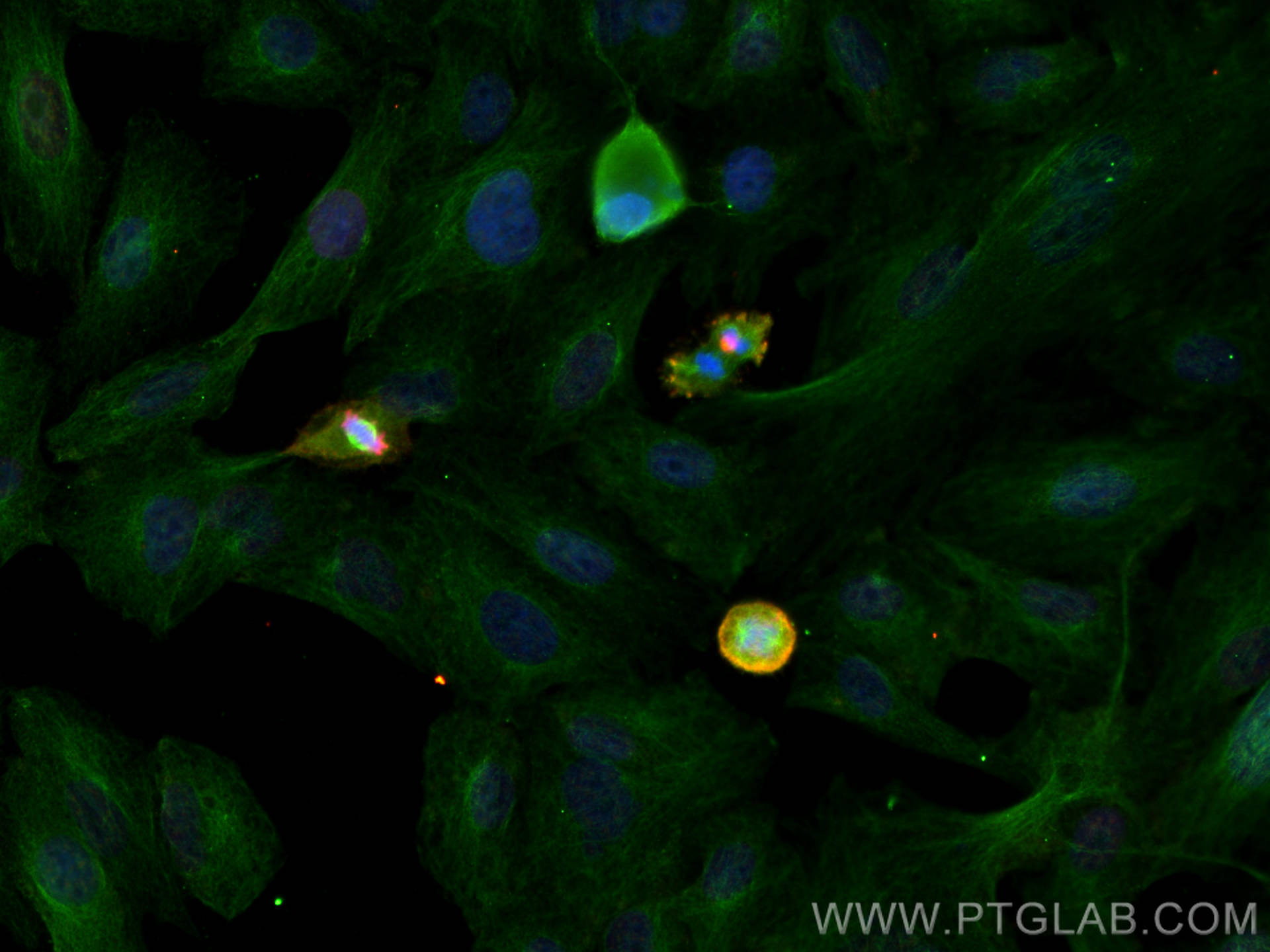 Immunofluorescence (IF) / fluorescent staining of A549 cells using Phospho-Histone H3 (Ser10) Monoclonal antibody (66863-1-Ig)