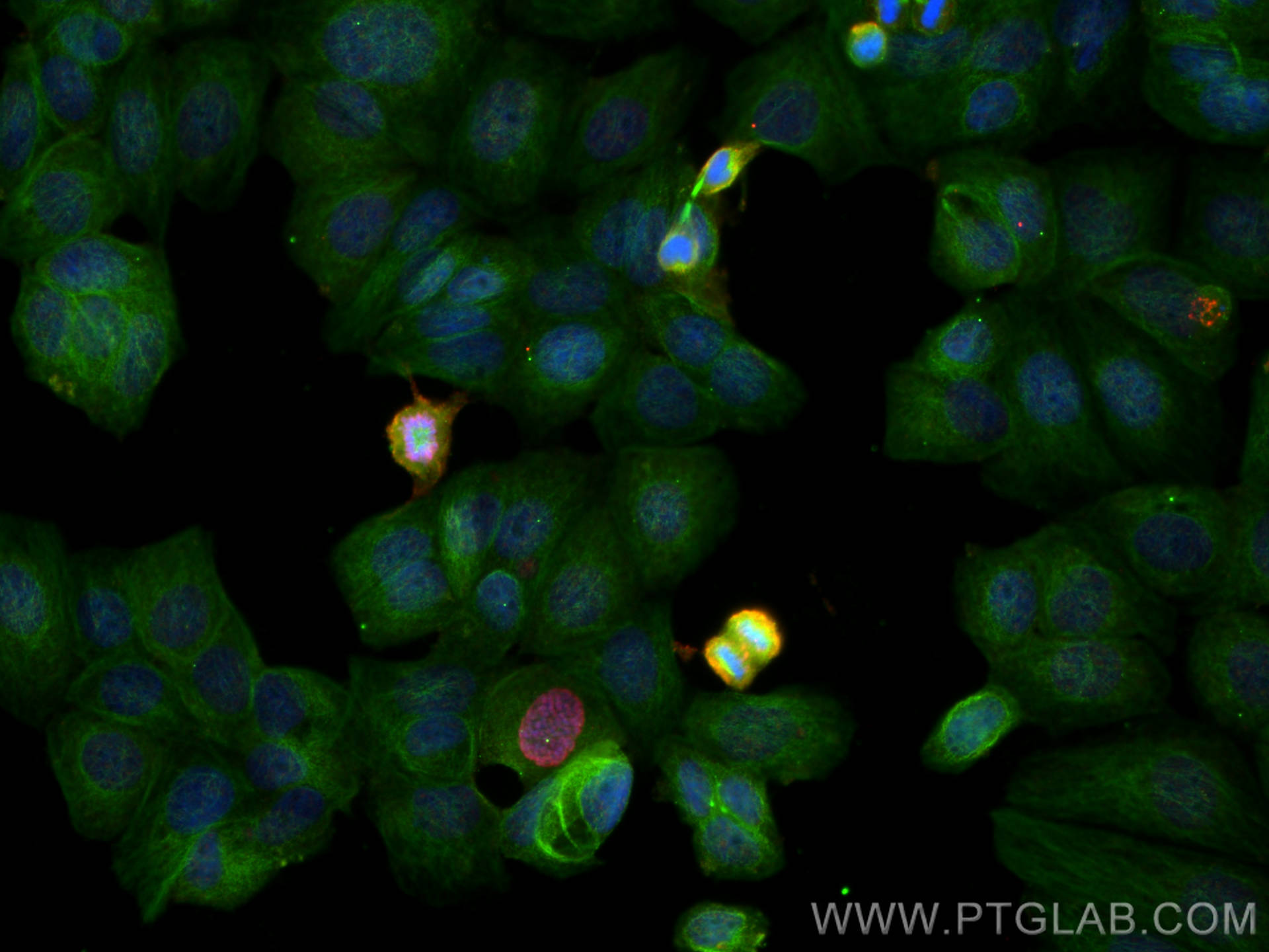 Immunofluorescence (IF) / fluorescent staining of MCF-7 cells using Phospho-Histone H3 (Ser10) Monoclonal antibody (66863-1-Ig)