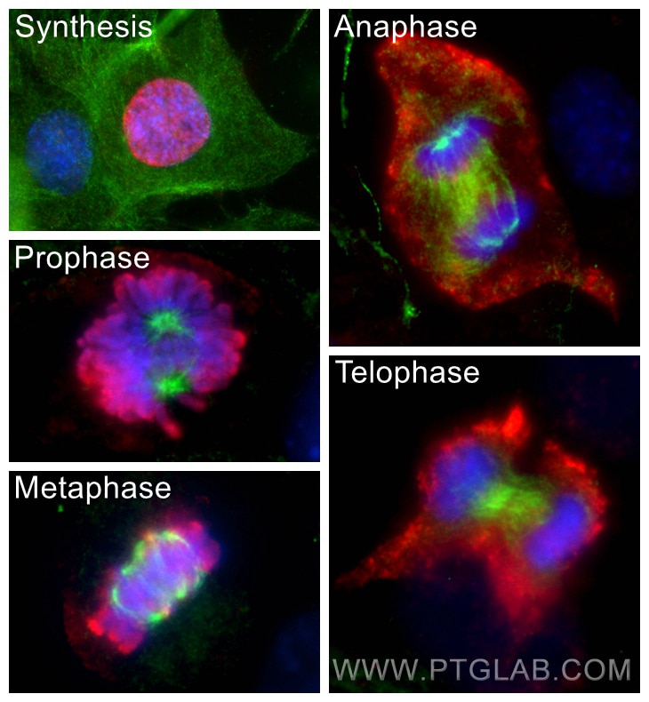 Immunofluorescence (IF) / fluorescent staining of C2C12 cells using Phospho-Histone H3 (Ser10) Monoclonal antibody (66863-1-Ig)