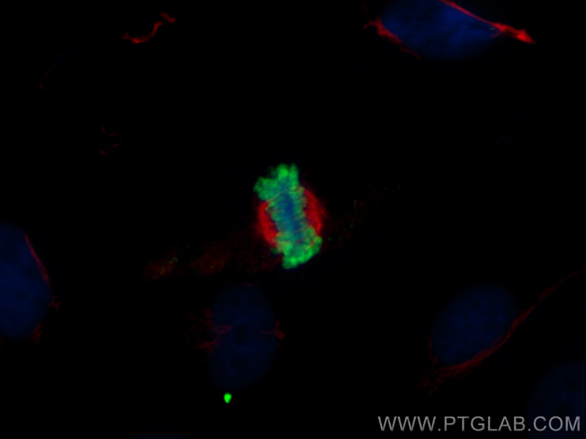Immunofluorescence (IF) / fluorescent staining of HeLa cells using Phospho-Histone H3 (Ser10) Monoclonal antibody (66863-1-Ig)
