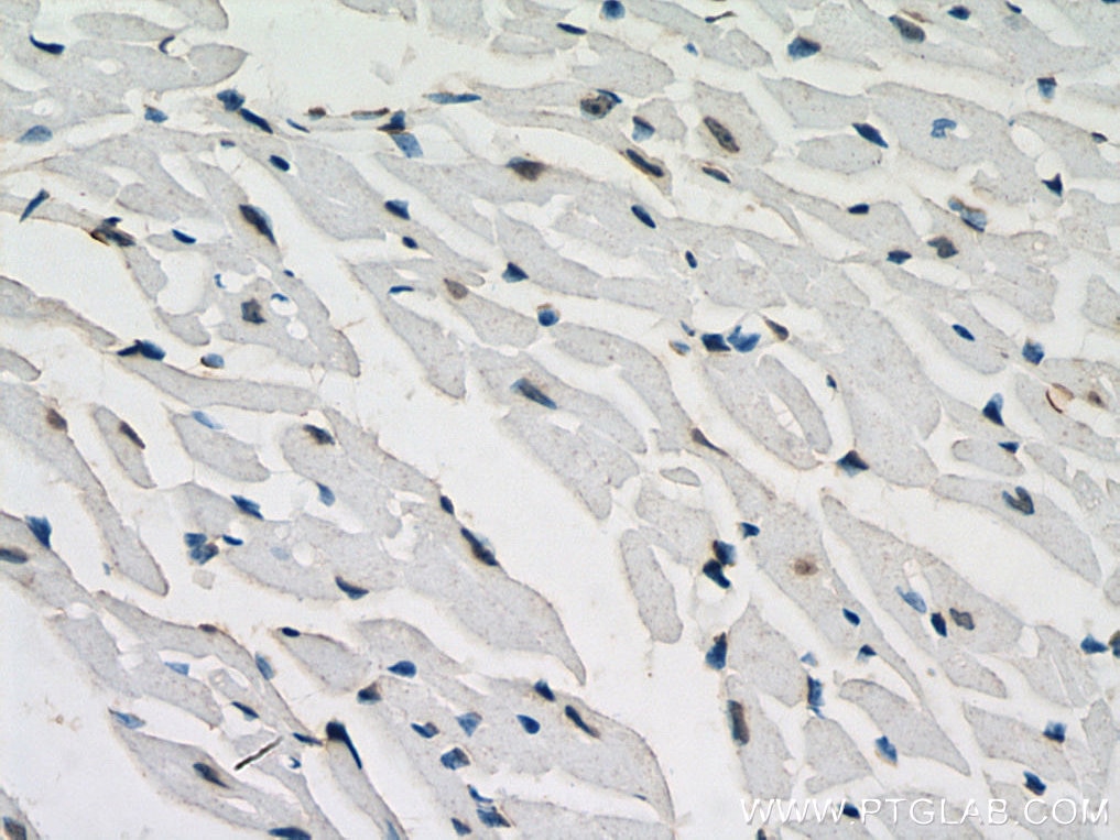 Immunohistochemistry (IHC) staining of mouse heart tissue using Phospho-Histone H3 (Ser10) Monoclonal antibody (66863-1-Ig)