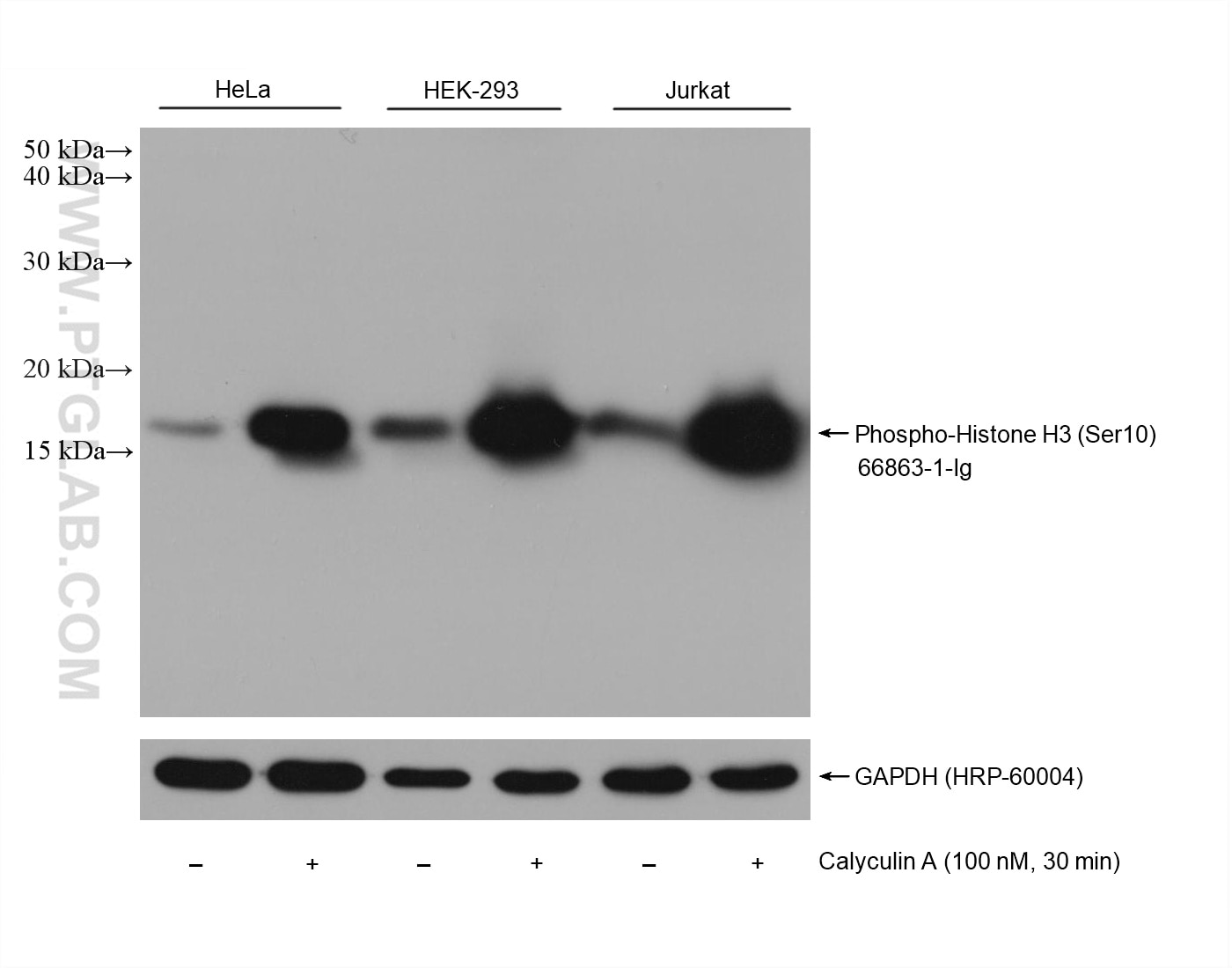 Western Blot (WB) analysis of various lysates using Phospho-Histone H3 (Ser10) Monoclonal antibody (66863-1-Ig)