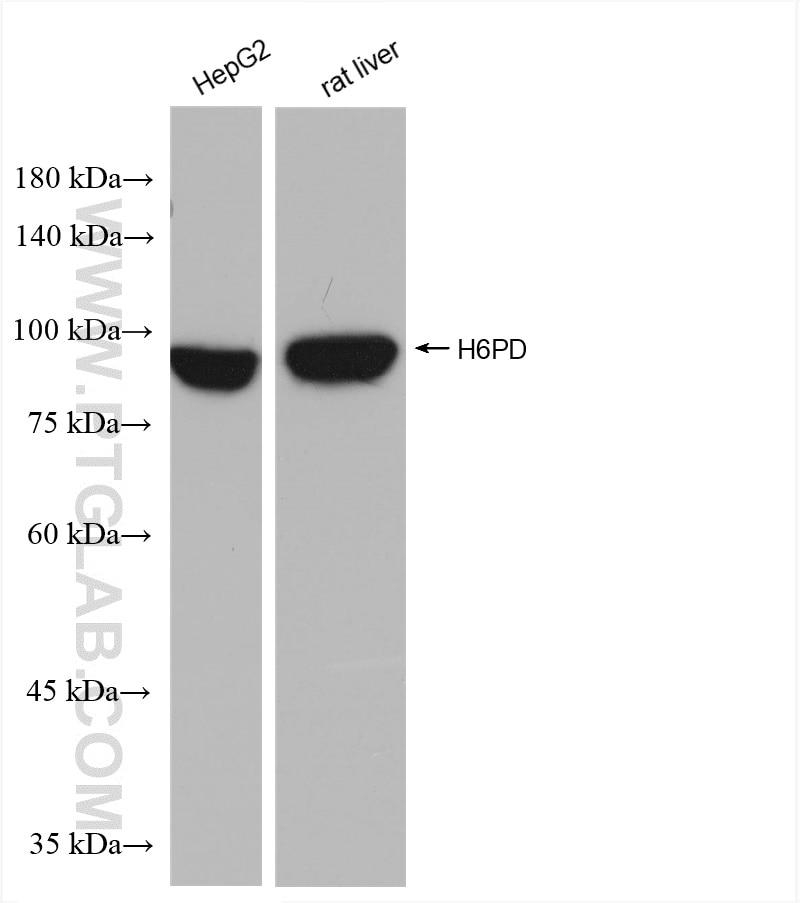 Western Blot (WB) analysis of various lysates using H6PD Recombinant antibody (82819-2-RR)