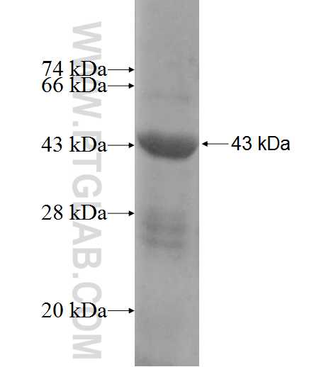 H6PD fusion protein Ag7109 SDS-PAGE