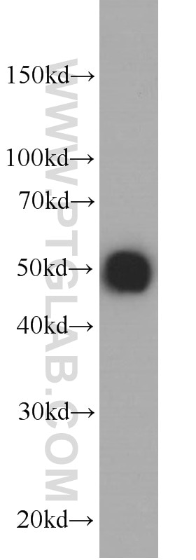 HA-Tag Monoclonal antibody