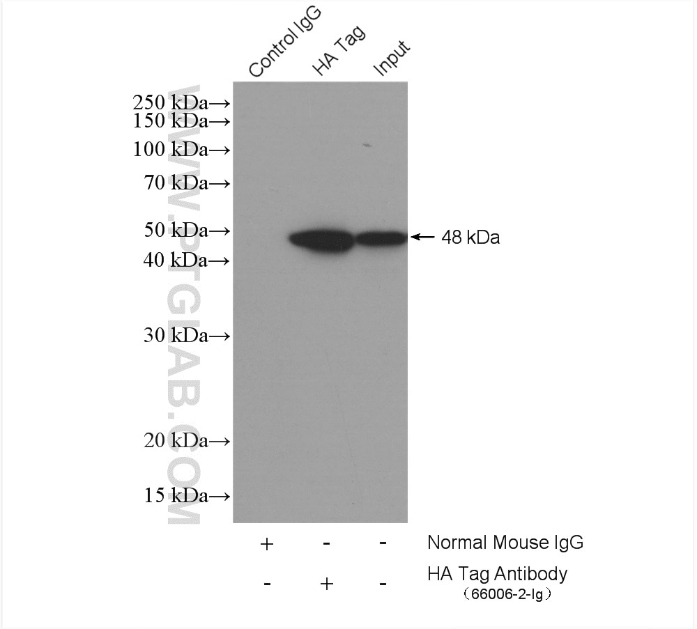 Immunoprecipitation (IP) experiment of Transfected HEK-293 cells using HA Tag Monoclonal antibody (66006-2-Ig)