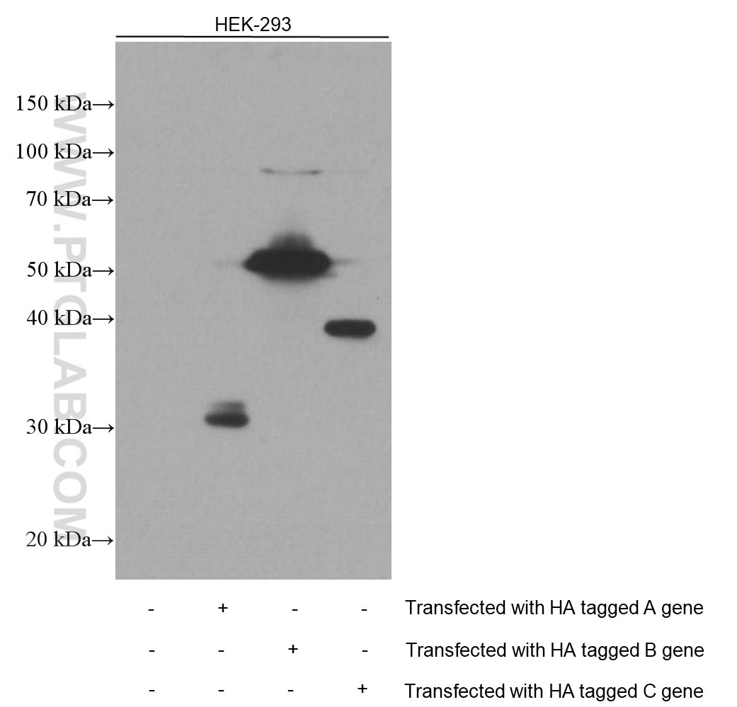 Western Blot (WB) analysis of HEK-293 cells using HA Tag Monoclonal antibody (66006-2-Ig)