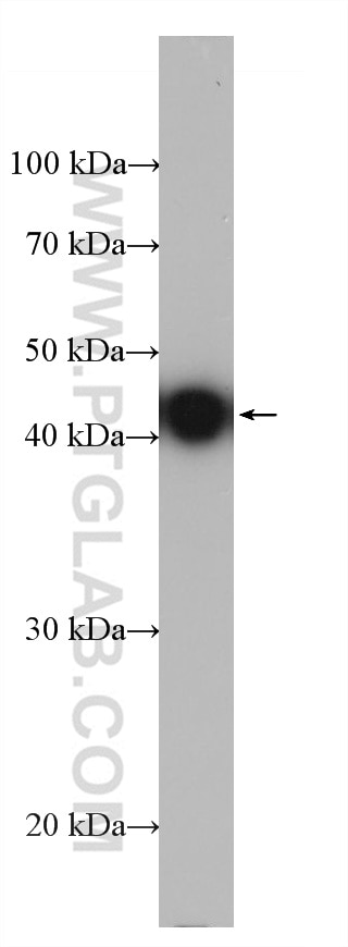 Western Blot (WB) analysis of Ag19172 using HA Tag Monoclonal antibody (66006-2-Ig)