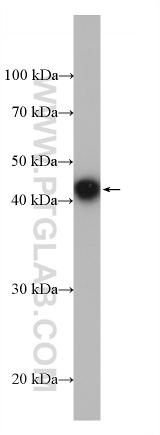 Western Blot (WB) analysis of Ag19172 using HA Tag Monoclonal antibody (66006-2-Ig)