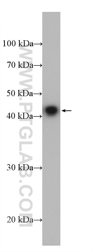 Western Blot (WB) analysis of Ag19172 using HA Tag Monoclonal antibody (66006-2-Ig)