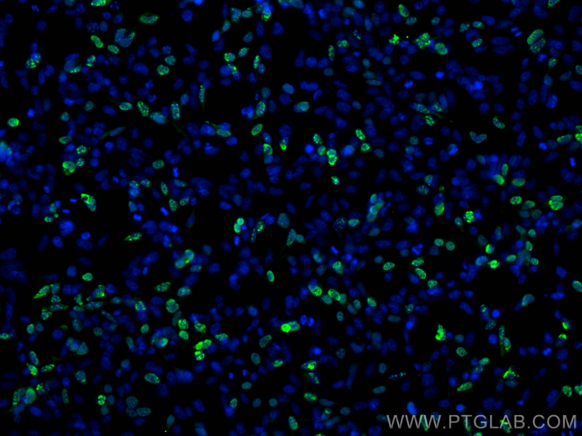 IF Staining of Transfected HEK-293 using 81290-1-RR