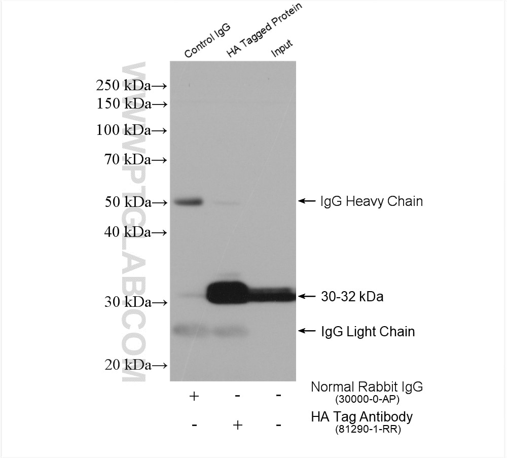 Immunoprecipitation (IP) experiment of Transfected HEK-293T cells using HA Tag Recombinant antibody (81290-1-RR)