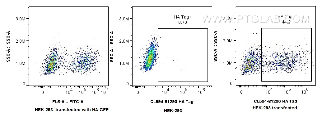 Flow cytometry (FC) experiment of HEK-293  transfected with HA-GFP using CoraLite®594-conjugated HA Tag Recombinant monoclo (CL594-81290)