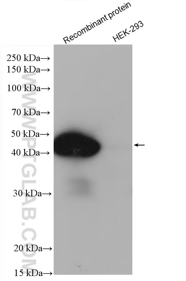 Western Blot (WB) analysis of Recombinant protein using HRP-conjugated HA Tag Monoclonal antibody (HRP-66006)