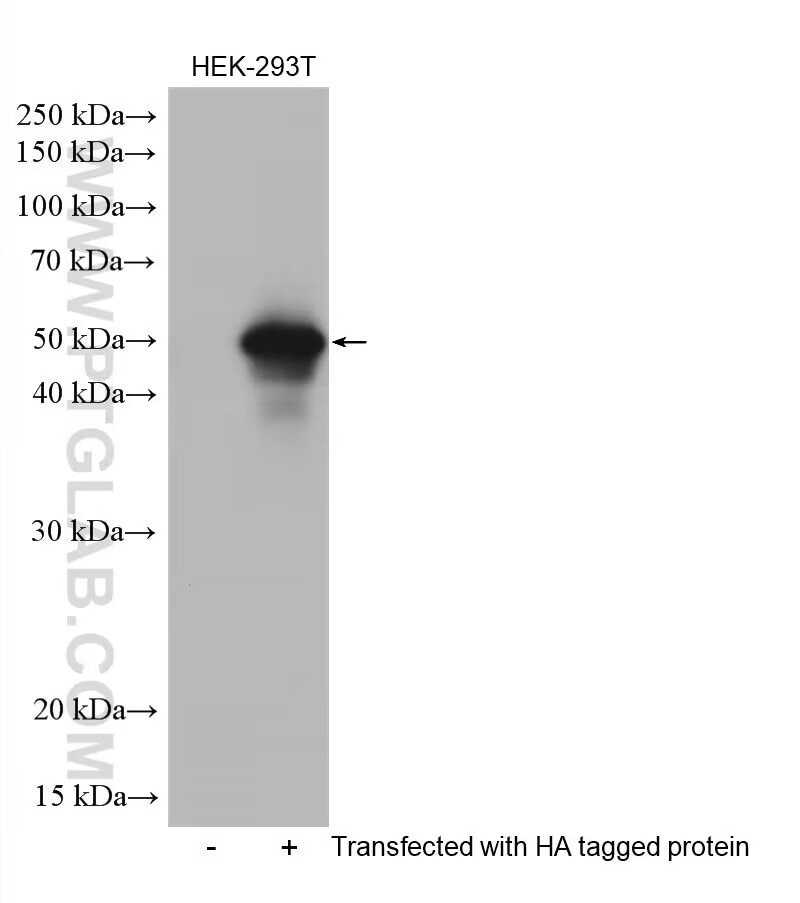 Western Blot (WB) analysis of Transfected HEK-293T cells using HRP-conjugated HA Tag Recombinant antibody (HRP-81290)