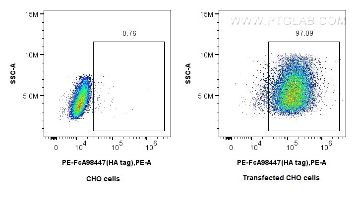 FC experiment of Transfected CHO using PE-FcA98447 Flow cytometry (FC) experiment of Transfected CHO using FcZero-rAb™ PE Anti-HA Tag Rabbit Recombinant Anti (PE-FcA98447)