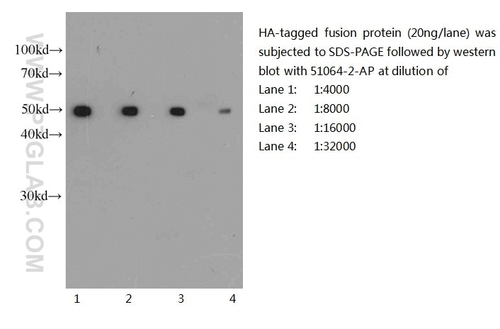 Western Blot (WB) analysis of recombinant protein using HA tag Polyclonal antibody (51064-2-AP)