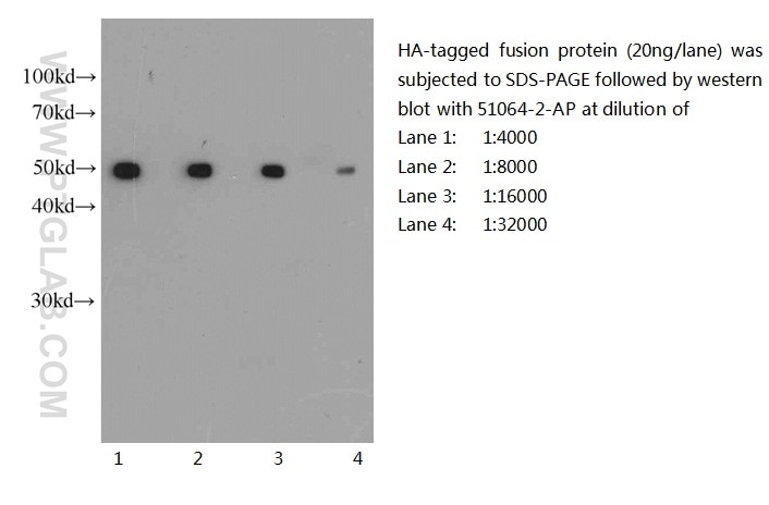 HA tag Polyclonal antibody