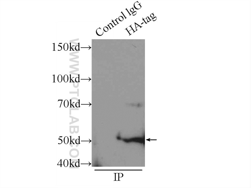 Immunoprecipitation (IP) experiment of Transfected HEK-293 cells using HA tag Polyclonal antibody (51064-2-AP)