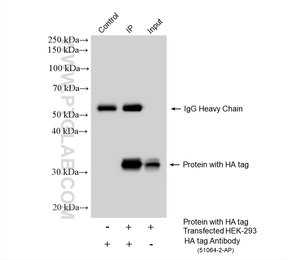 Immunoprecipitation (IP) experiment of Transfected HEK-293 cells using HA tag Polyclonal antibody (51064-2-AP)