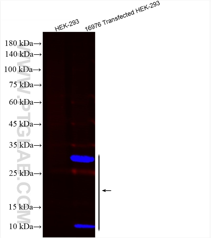Western Blot (WB) analysis of Transfected HEK-293 cells using CoraLite® Plus 750-conjugated HA tag Polyclonal an (CL750-51064-2)