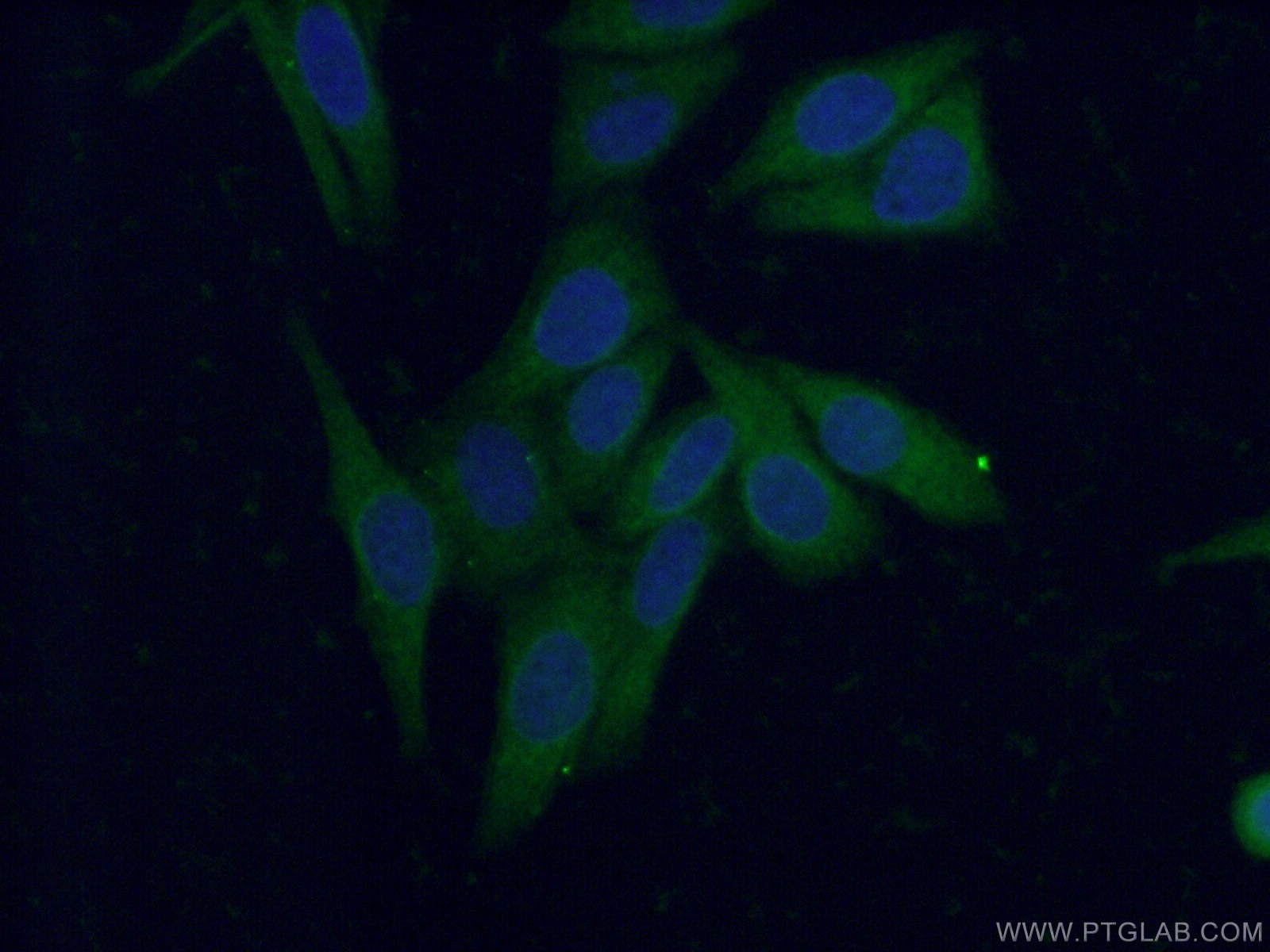 Immunofluorescence (IF) / fluorescent staining of HepG2 cells using HAAO Polyclonal antibody (12791-1-AP)