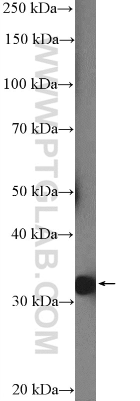 Western Blot (WB) analysis of mouse liver tissue using HAAO Polyclonal antibody (12791-1-AP)