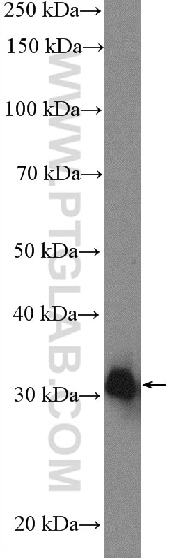 Western Blot (WB) analysis of rat liver tissue using HAAO Polyclonal antibody (12791-1-AP)