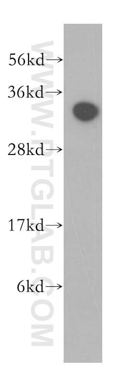 Western Blot (WB) analysis of human liver tissue using HAAO Polyclonal antibody (12791-1-AP)