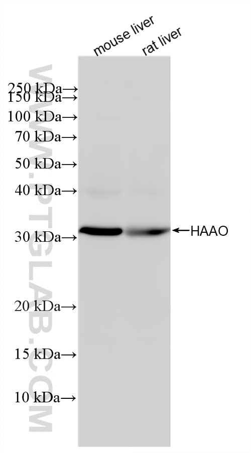 WB analysis using 86673-1-RR (same clone as 86673-1-PBS) Western Blot (WB) analysis of various lysates using HAAO Recombinant monoclonal antibody (86673-1-RR)